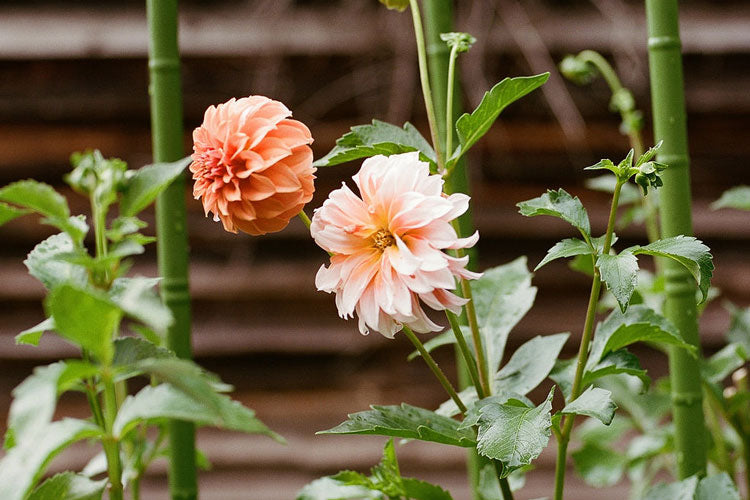 How to Grow Dahlias for a Fabulous Summer & Fall Display