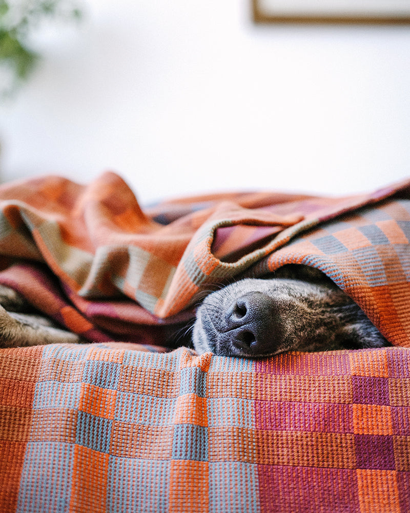 A dog's nose poking out under the Fido Dog Blanket.