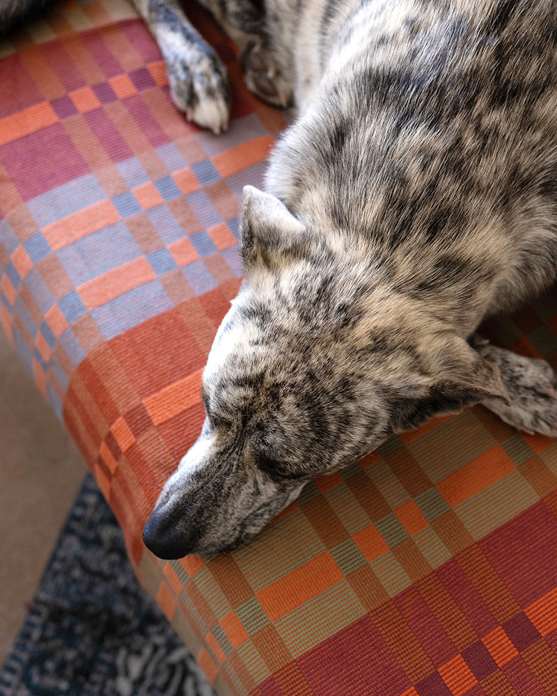 Sleeping pup on Fido Dog Blanket