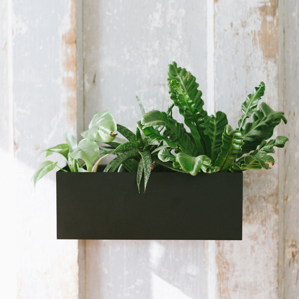 A rectangular black powder-coated metal planter wall box hanging on a white wall, filled with various green plants.