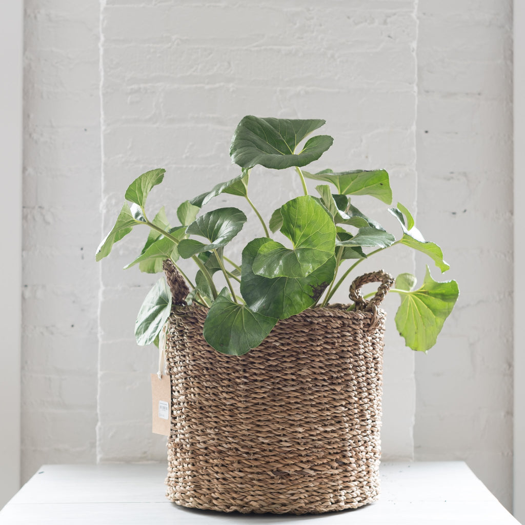 hacienda basket - accent decor - basket - woven basket