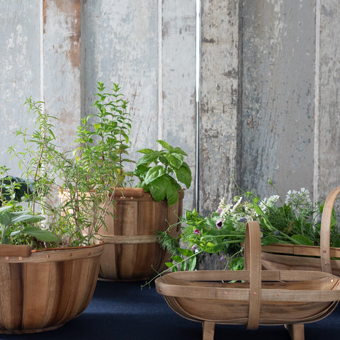 plant in a wall planter box
