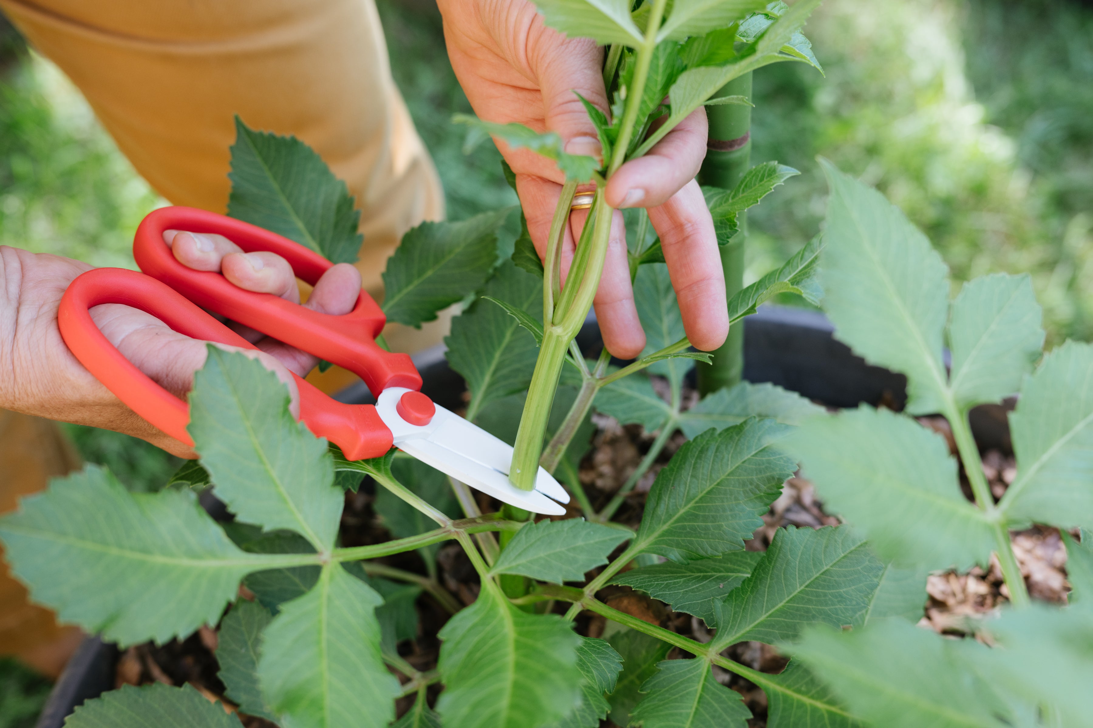 How to Choose Pruning Shears You Will Actually Use