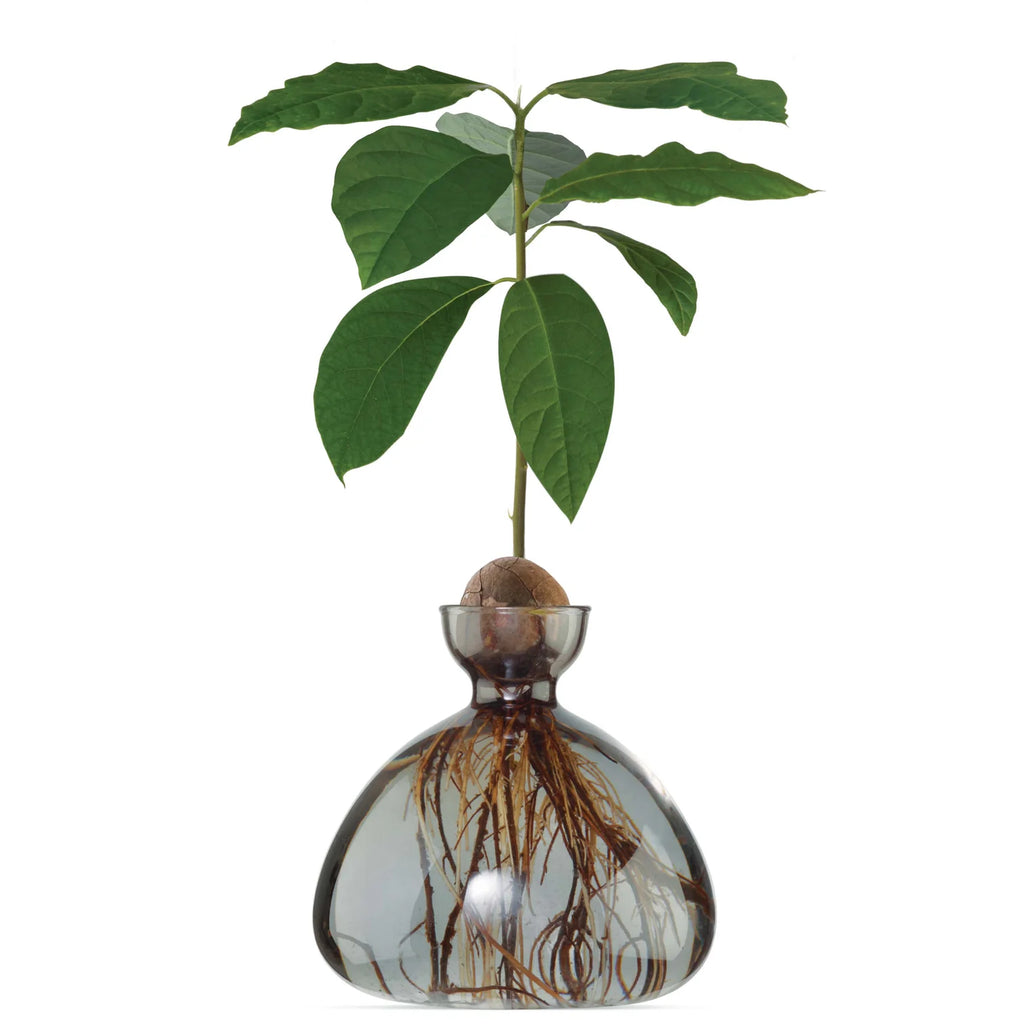 Glass vase with a small plant and roots on a white background