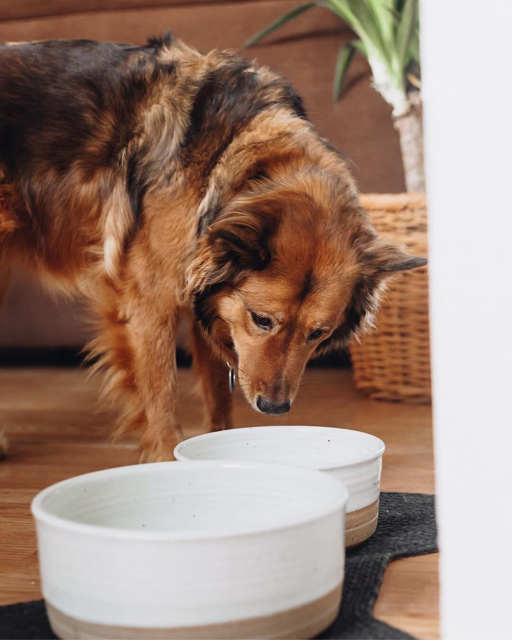 Dog looking at two white ceramic bowls on a wooden floor.