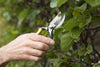 Hand using garden shears to trim a branch with green leaves in the background