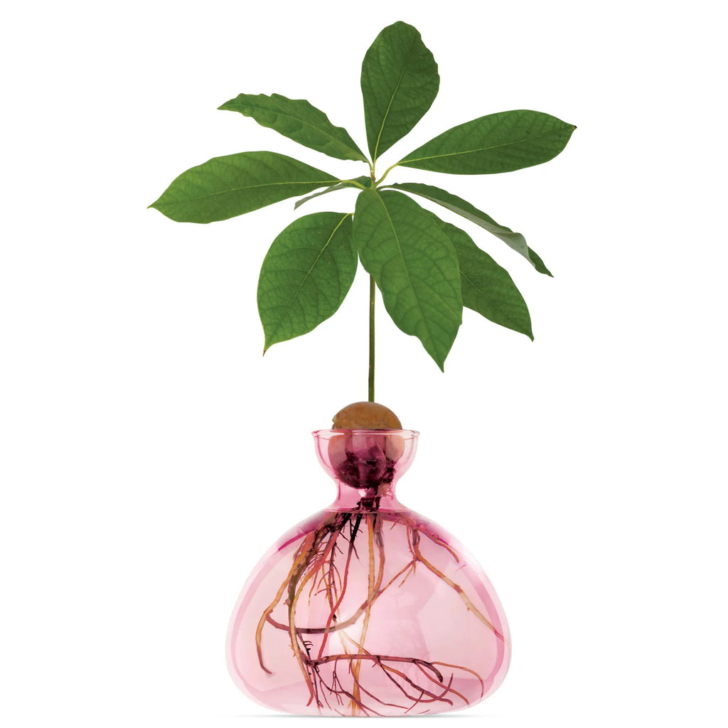 Pink glass vase with a plant inside on a white background