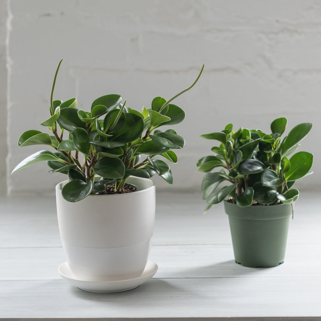 minimal planter - chive planter - grey blue planter - modern planter 