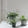 hay - botanical pot - botanical saucer - modern planter